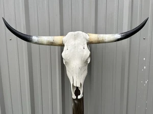 LONGHORN STEER SKULL 3 FEET 1 Inch WIDE Polished BULL HORN MOUNTED COW HEAD - Picture 1 of 3