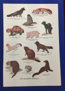 1952 Pelztragende Tiere Farbbuchplatte Illustration - Jagd Fallenhandel - Bild 1 von 5