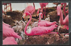 Postcard Colorful Pink Flamingos and nests at Hialeah Park,Florida,VF Unused