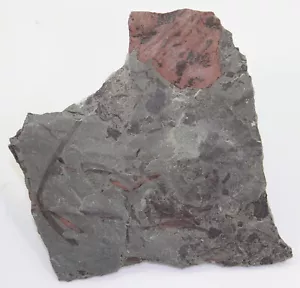 Pflanzen, Zosterophyllum, Eurypteride, Pterygotus, Devon, Forfar, Angus,UK-i413 - Bild 1 von 6