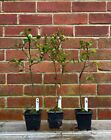 3 x bonsai starter tree (outdoor)(3)