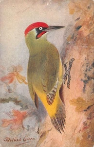 POSTKARTE VOGEL GRÜNSPECHT ROWLAND GRÜN - Bild 1 von 2