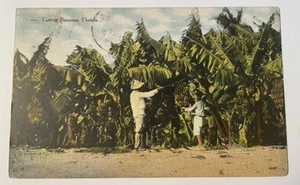 C1916 Postcard CUTTING BANANAS, Fl - Picture 1 of 4