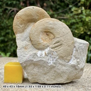 Fossil Ammonite - Glochiceras (Linguaticeras) fialar, Oxfordian, Jurassic, - Picture 1 of 1