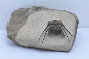 trilobite fósil marroco - Imagen 1 de 4