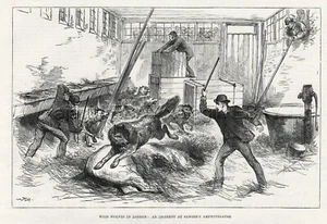 Wolf Pack Sanger's Ampitheater Kill Circus Horse, impresión antigua y artículo de la década de 1880 - Imagen 1 de 5