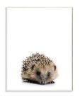 Stupell Home Décor Baby Hedgehog Studio Photo Wall Plaque Art, 10 x 0.5 x 15,...