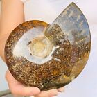 753G Natural Ammonite Fossil Conch Quartz Crystal Mineral Specimen Healing R847