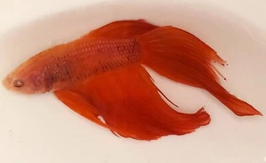 ASSORTED COLORED REGULAR MALE BETTAS - Picture 1 of 4