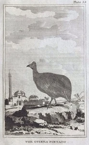 Antique Copper Engraving Print Buffon Bird Book Plate Art Guinea Pintado - Picture 1 of 3