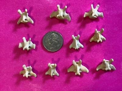 Taxidermia de guaxinim - Vértebras caudais - 10 ossos reais -branqueado - joias, artesanato - Imagem 1 de 4