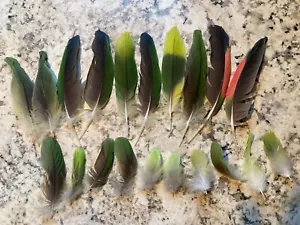 fly tying or crafting feathers lot of 20 amazon parrot feathers - Picture 1 of 7