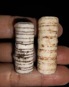 ¡INCREÍBLES AMONITAS! 2 PIEZAS TALLO CRINOIDE, FÓSIL SEALILY, DE TIMOR INDONESIA, 30MM - Imagen 1 de 6