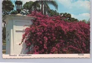 Schöne Bougainvillea, Vero Beach, Florida, 1981 Chrom Postkarte - Bild 1 von 2