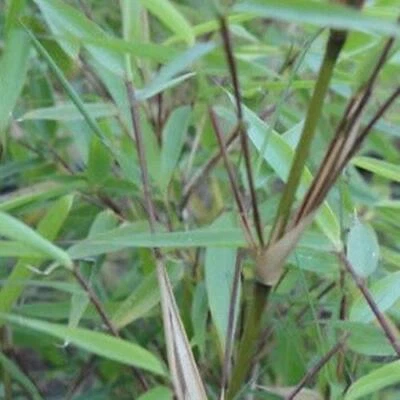 Caja de 3 Fargesia Rufa Sunset Glow aglomerado bambú no funciona ideal para setos. Foto 1 de 4