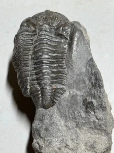 TRILOBITE FOSSIL - Picture 1 of 4