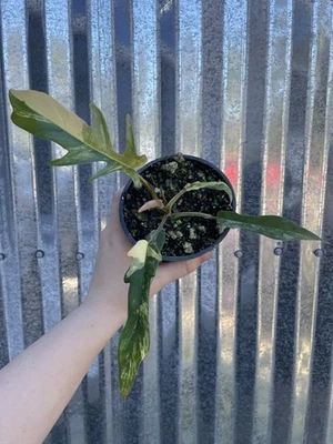 #6 Philodendron Florida Beauty Variegated x Tortum New Hybrid Plant 4” Pot - Image 1 of 3