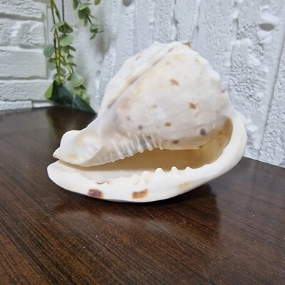 Seltenes großes Vintage Meeresschneckenhaus - Königin Helm Kaiser Cassis Ozean Deko - Bild 1 von 4