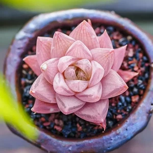 3-4 cm 1 pieza plántula Haworthia Rosea hermoso jardín exterior plantación rara - Imagen 1 de 5