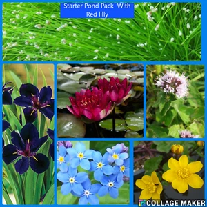 Starter Pond Pack - water plants plants for ponds water lily lilies - Picture 1 of 8