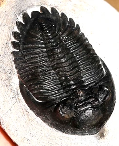 Trilobite Fossil, Hollardops mesocristatus, from Morocco #2 - Picture 1 of 8