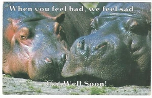 VTG Postcard - Hippos - When you feel bad, we feel sad - Get Well Soon! - Picture 1 of 2
