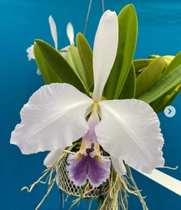 Cattleya gaskelliana Coerulea Andres X Self VERY Fragrant Orchid Eros 7” Pots - Picture 1 of 8