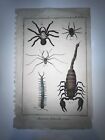 1774 Buffon Folio antique H/C gravure araignées, scorpion, centipèdes
