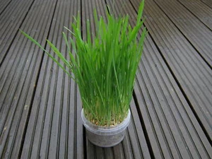 75g - Cat grass seeds - mixed cat grass oat, barley, rye & wheat seeds - 75g - Picture 1 of 8