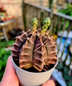 Gymnocalycium Mihanovichii | The Moon Cactus plant - Picture 1 of 5