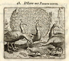 Antique Print-MAGPIE-PEACOCK-Vondel-Geraerts-1720