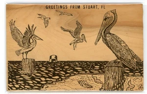 Postkarte Gruß von Stuart Florida Pelikan Vögel Pelecanus occidentalis - Bild 1 von 2