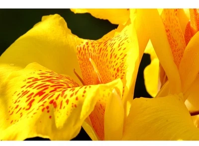 Lot-3 yellow-red spots tiger generalis bailey Canna Rooted Rhizomes bulbs - Image 1 of 4