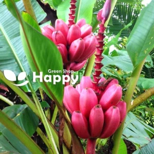 PINK BANANA PLANT - 10 Seeds - very easy to grow - Musa velutina - EXOTIC PLANT - Picture 1 of 4