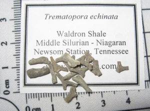 Bryozoaires fossile silurien schiste Waldron Tennessee Trematopora echinata 2 par enchère - Photo 1/3