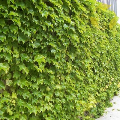 BOSTON IVY Parthenocissus Tricuspidata - 10 SEEDS - Image 1 of 4