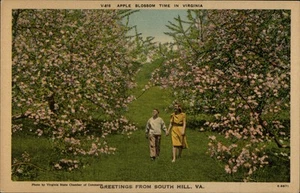 South Hill,VA Greetings,Apple Blossom Time Mecklenburg County Virginia Postcard - Picture 1 of 2