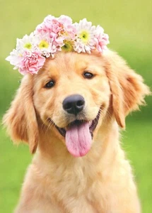 Cute Animal ANYTIME Blank Card, Golden Retriever Flower Crown Pink by Avanti +✉ - Picture 1 of 5