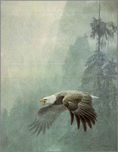 Robert Bateman - Weißkopfseeadler - WIGILANZ - LIMITIERTER AUFDRUCK - Bild 1 von 1