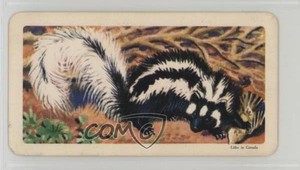 1964 Brooke Bond Red Rose African Animals Tea Canadian Black Backs Zorilla 0j8f