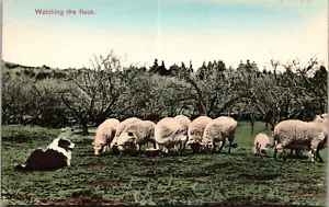 Cartolina Watching the Flock Border Collie Sheep LGA New Hampshire Mrs Blodgett - Foto 1 di 2
