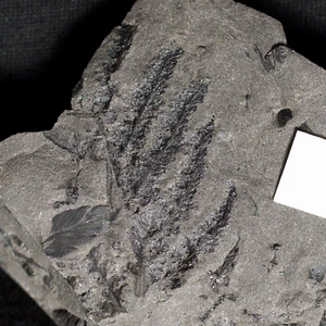 Carboniferous fossil plant rare true spore tree fern fertile leaf Alloiopteris ! - Picture 1 of 8