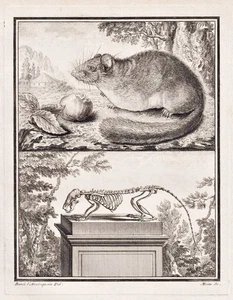rata rata esqueleto roedor roedor esqueleto grabado en cobre Buffon 1780 - Imagen 1 de 1