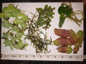 Ultimate Floating Plants Pack! 27 * Great aquarium plants from 5 tough species! - Picture 1 of 9