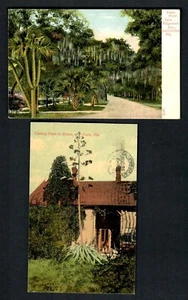 #784a (2) Pcs. Florida Triple Royal Palm Daytona, Century Plant in Bloom Ocala - Picture 1 of 2