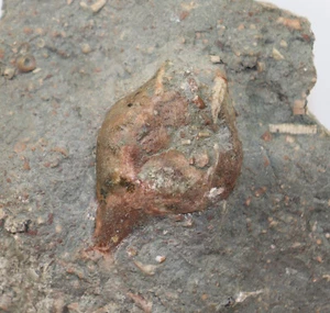 Cystoidea, Aristocystitidae sp., Ordovizium, Kullsberg, Schweden -f249 - Picture 1 of 4