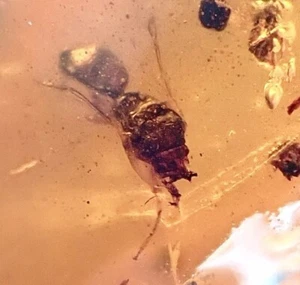 STINGER OUT HYMENOPTERA WASP ๐99MYO RARE! Burmite Amber Fossil Bug DINOSAUR AGE - Picture 1 of 9