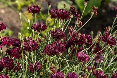 SEEDVILLE USA 25 Black Garnet BACHELOR'S BUTTON / CORNFLOWER Centaurea Cyanus Flower Seeds