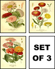 Vintage Asters Botanical Floral Illustrations Aster Art Set Of 8X10 Prints