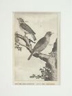 Ready to Frame Mounted Antique Bird Print - Ring Sparrow and Grosbeak by Buffon